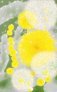 028os-art-contemporain-Dent_de_Lion