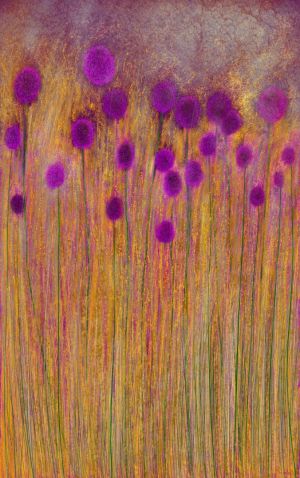 034os-art_nature-Bouton_D_election